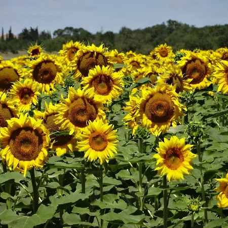 Hébergement de vacances Maison Majorelle Moussoulens